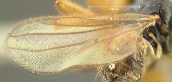 Media type: image;   Entomology 1164 Aspect: wing